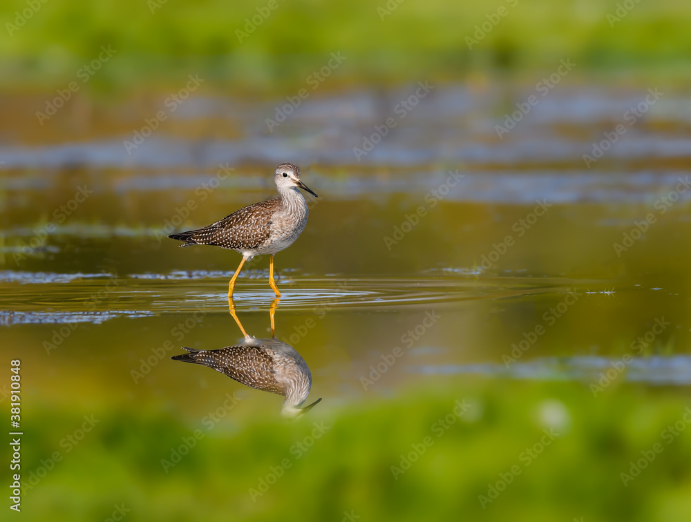 Lesser Yellowlegs Foraging on the Pond in Fall Lesser Yellowlegs Foraging on the Pond in Fall