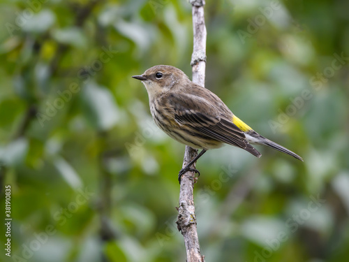 Yellow-rumped Warbler Portrait in Fall