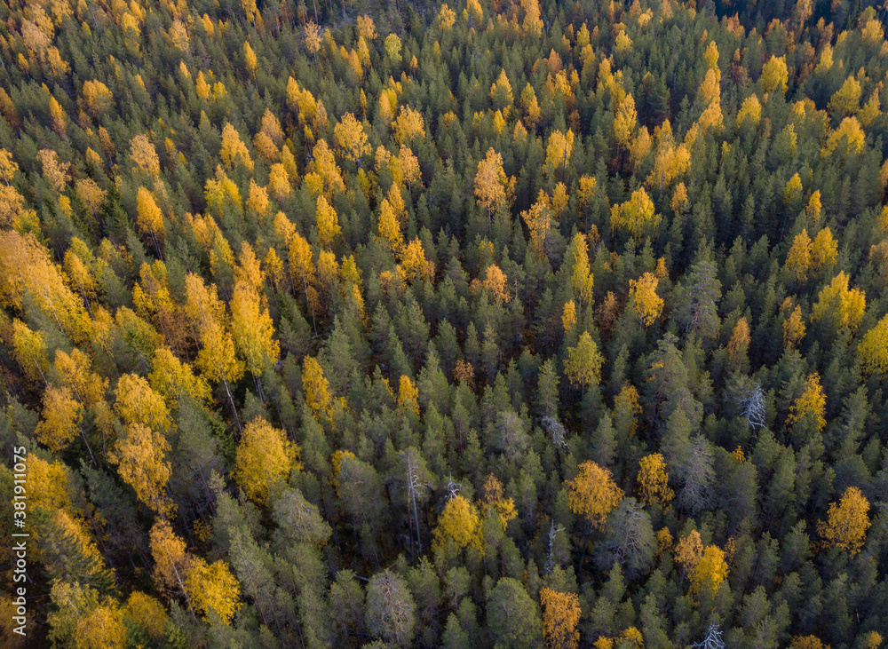 Aerial view on the autumn forest in Karelia, northwest of Russia