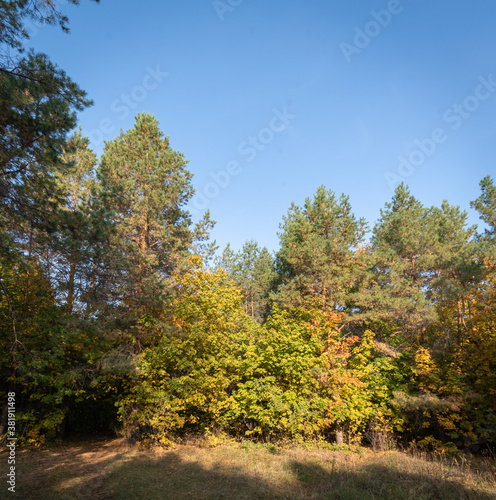 Bright autumn foliage on a Sunny day