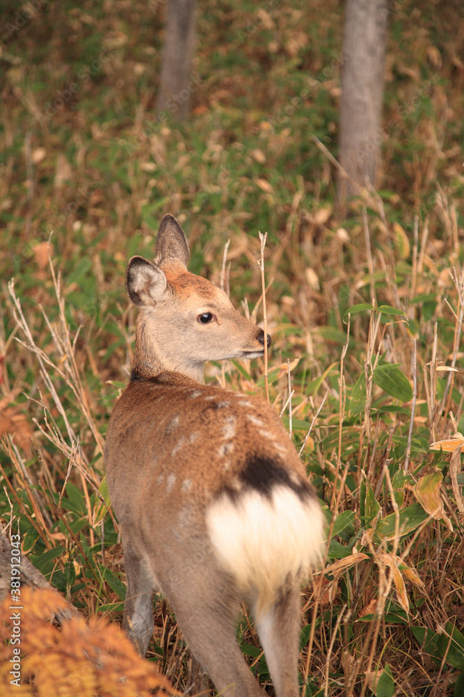 Obraz premium エゾシカ