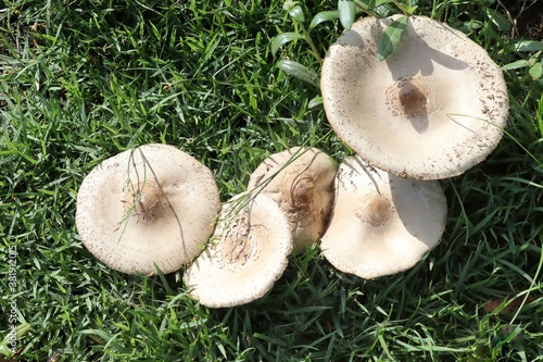 Mushrooms white growing with copy space on green grasses background closeup in the garden.