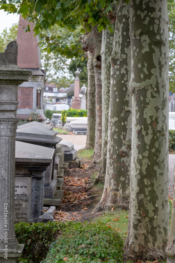 Avenue of London plane trees with textured bark, amongst gravestones at historic Victorian Willesden Jewish cemetery, Willesden north west London, UK Avenue of London plane trees with textured bark, amongst gravestones at historic Victorian Willesden Jewish cemetery, Willesden north west London, UK