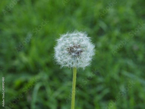 a photo of one dandelion