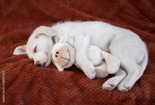 cute white puppy is sleeping on a soft brown blanket, lying on its side. Hugs soft toy - a lamb. Both are smiling. Rest of dog, cozy childhood of pets