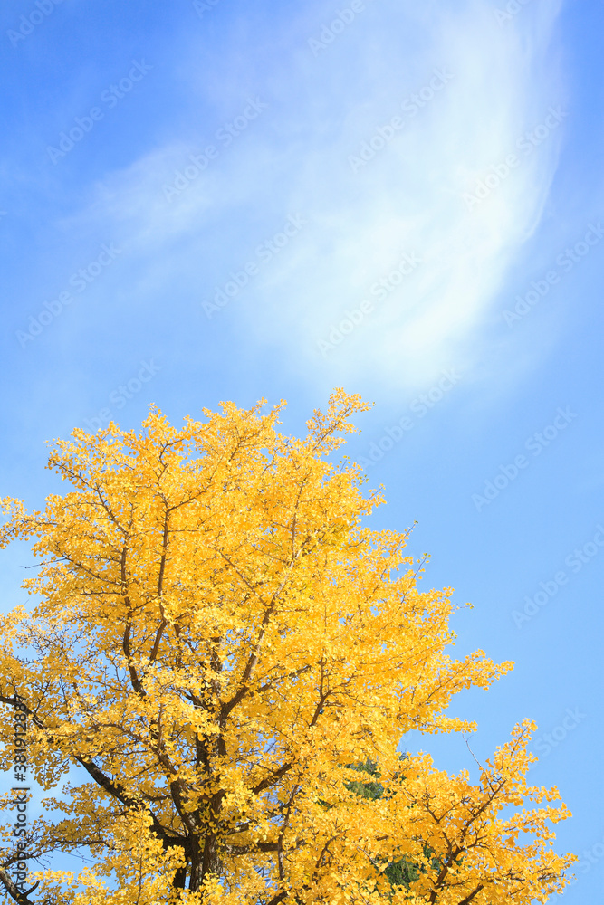 イチョウと青空