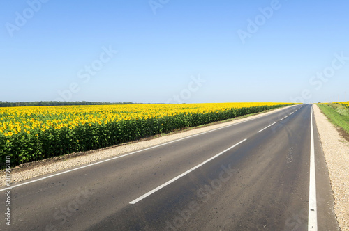 New asphalt road through the field. Close-up of an empty asphalt road. Clear horizon, blue sky and low-slung road. Green grass and yellow sunflowers on the roadside.
