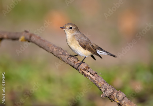 Close-up photo of a female red-breasted flycatcher (Ficedula parva) sitting on a branch against a blurred background. Soft morning light