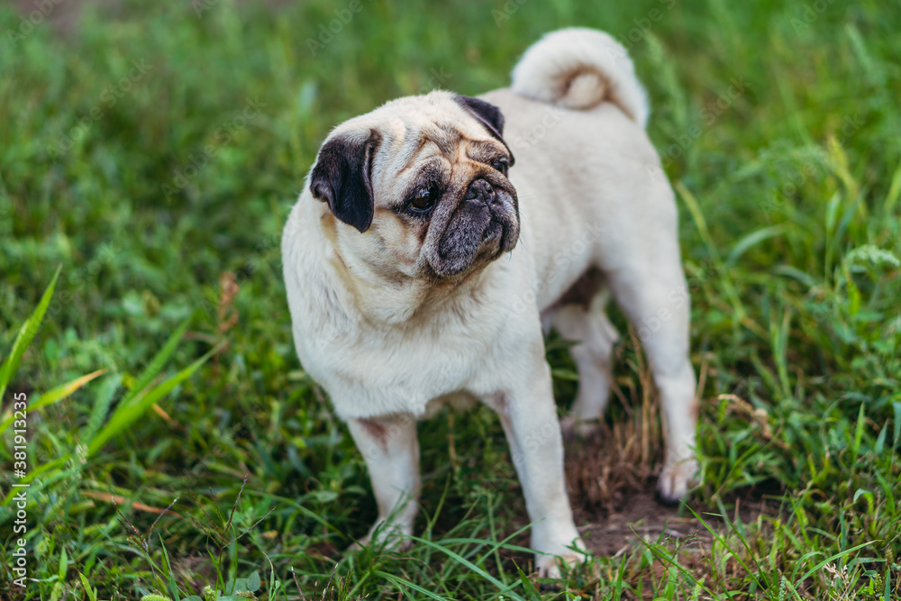 Pug. Pug breed dog portrait. Pug. Pug breed dog portrait.