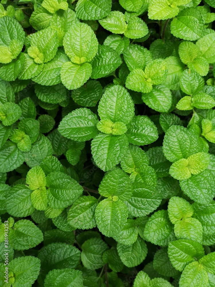 Pilea Nummulariifolia, Creeping Charlie, Green leaf background Pilea Nummulariifolia, Creeping Charlie, Green leaf background