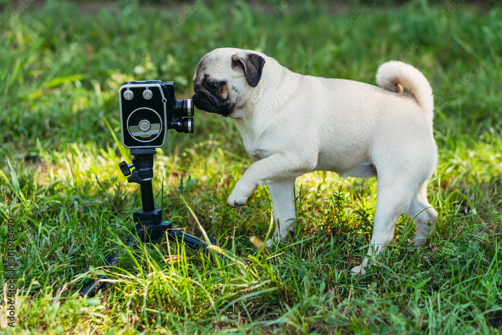 Obraz premium Retro camera. The dog looks at the retro camera. Pug dog breed.