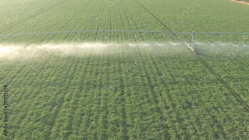 Aerial view of irrigation with sprinkler system a field of watermelon
