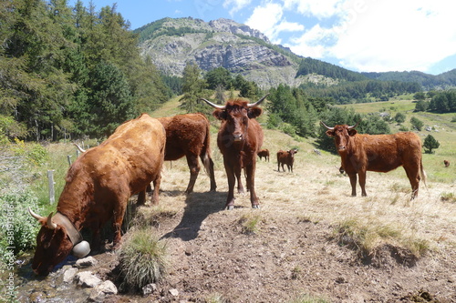 troupeau de vaches salers au bord de la rivière et devant la montagne © pipobimbo