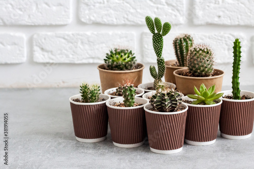 Cactus and succulent plants collection in paper cups. Home garden