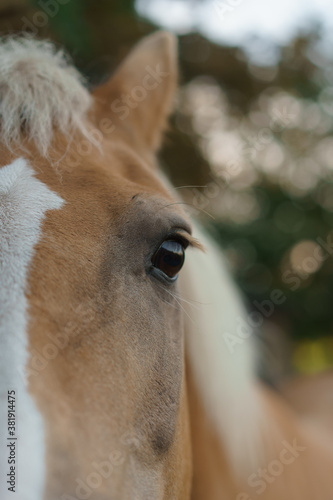 Brown with white horse close-up portrait. Beautiful animal. Eye of a horse.