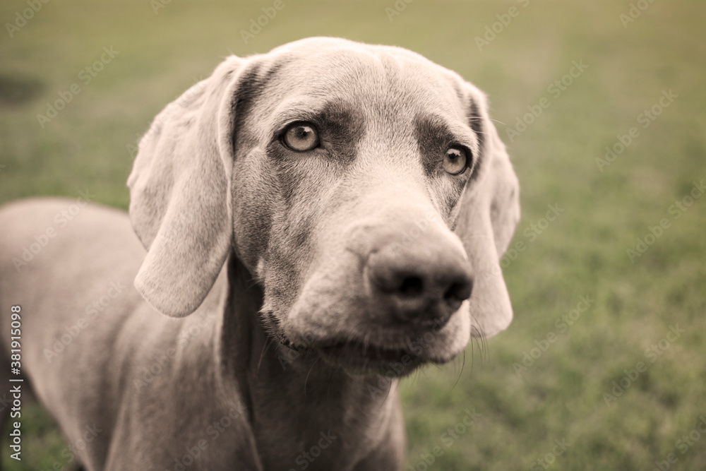 Portrait of a weimaraner dog on the grass. Sepia tone photography. Portrait of a weimaraner dog on the grass. Sepia tone photography.