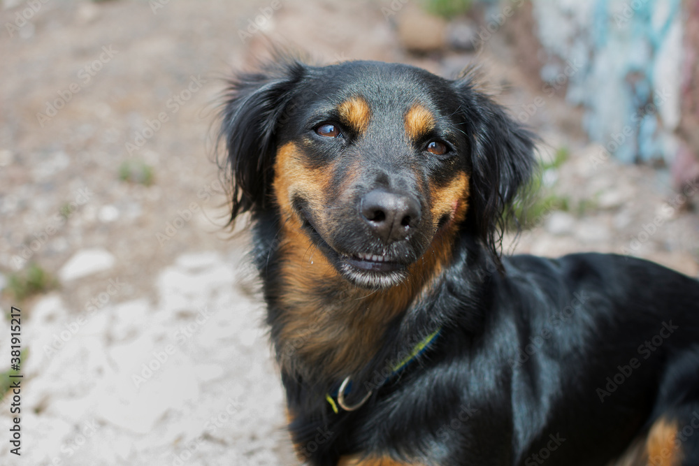 Portrait of a funny black dog that seems to smile.