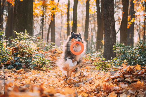 Wallpaper Mural Funny Young Shetland Sheepdog Sheltie English Collie Playing With Ring Toy In Autumn Park. Tricolor Rough Scottish Collie, Lassie Dog Running In Dry Yellow Fallen Foliage Outdoor. Torontodigital.ca