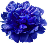 Blue  peony flower on a white isolated background with clipping path.  For design.  Closeup.  Nature.