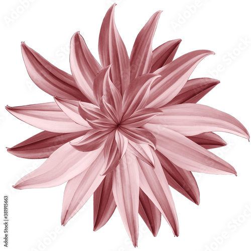 red  flower lotus on white isolated background with clipping path.  Closeup.  no shadows. For design.  Nature.