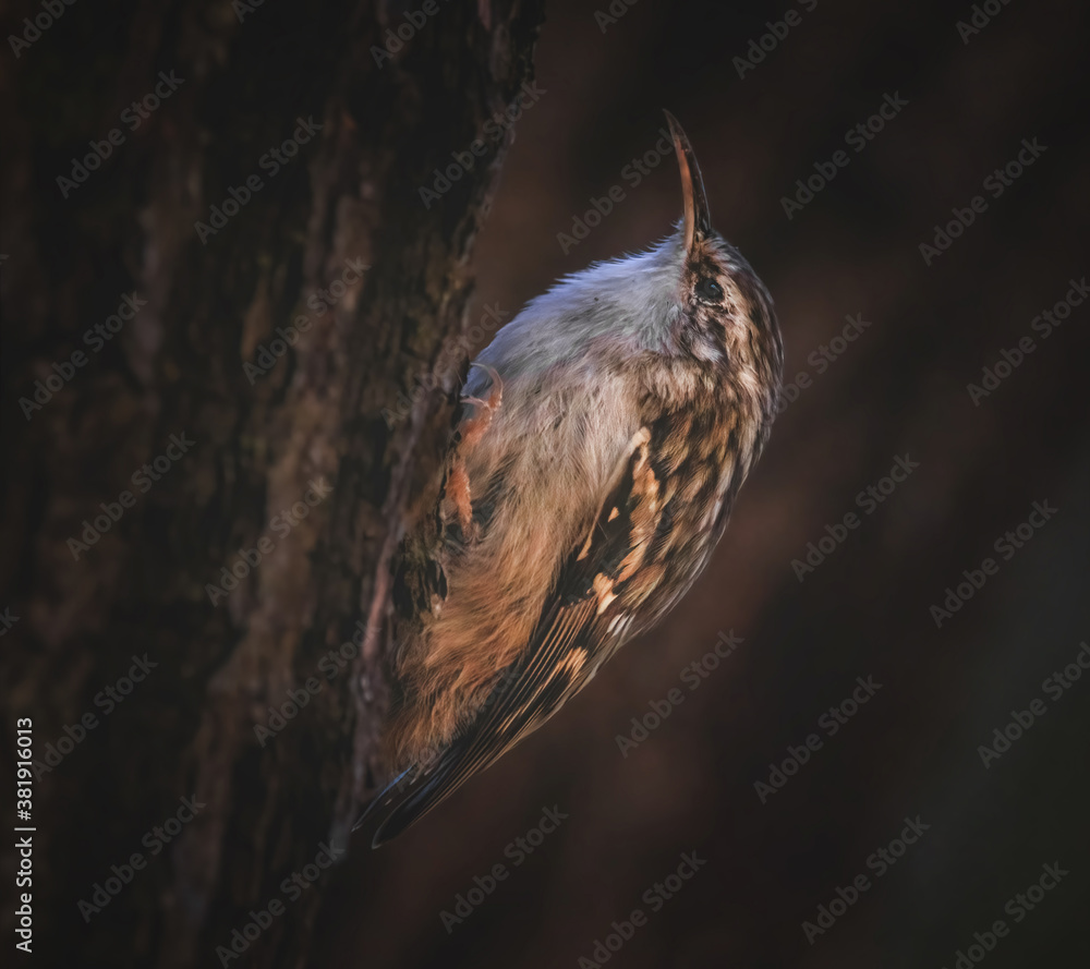 Fototapeta premium Baumläufer in der Dämmerung