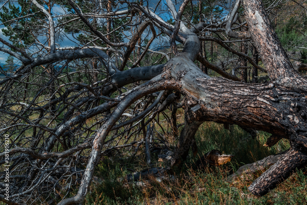 Large dry dead tree with dense twisting branches after fire, felled, lies in green grass. Textured rough bark. Baikal nature. Large dry dead tree with dense twisting branches after fire, felled, lies in green grass. Textured rough bark. Baikal nature.