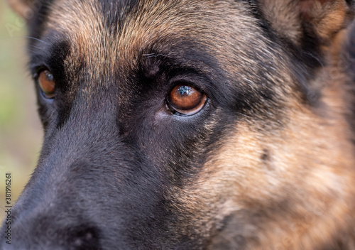 Loyal friend - German Shepherd close up, portrait