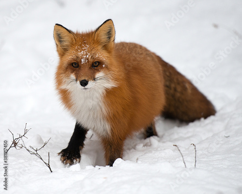 Red Fox Stock Photos. Red Fox in the snow with face covered with snow displaying fox fur,fox tail, in its environment and habitat during the winter season.