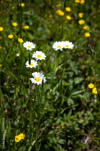 Daisy flowers in field
