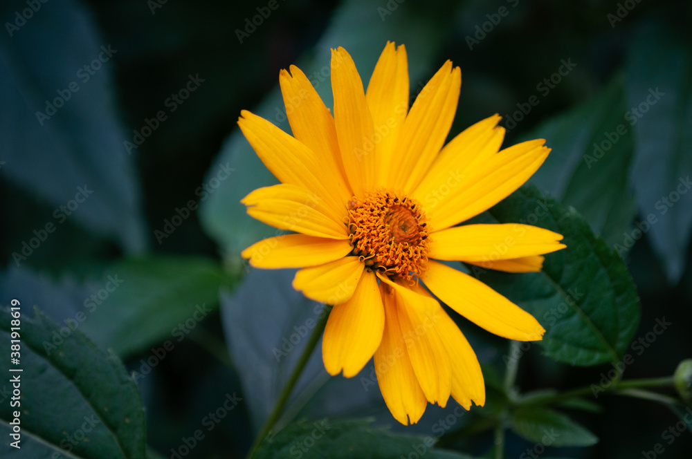 yellow flower in the garden yellow flower in the garden