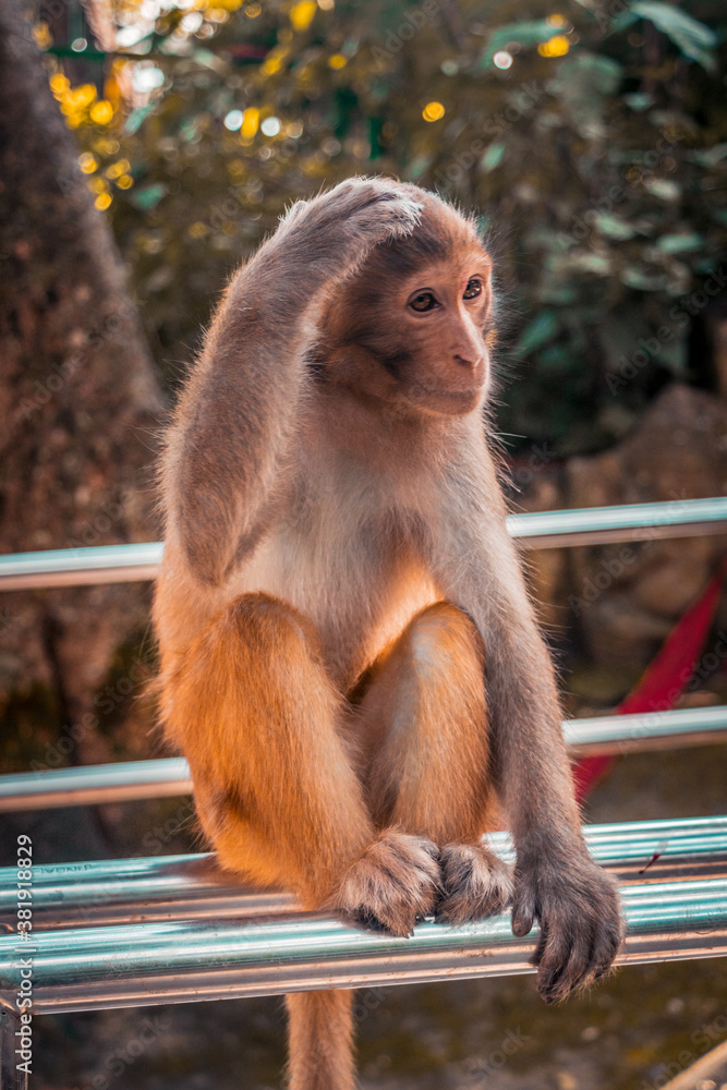 Confused Monkey sitting in railing of the stairway to heaven.