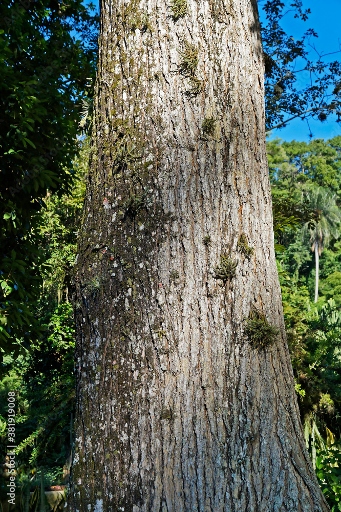 Brazilian Mahogany tree or Broad-leaved Mahogany tree (Swietenia macrophylla)