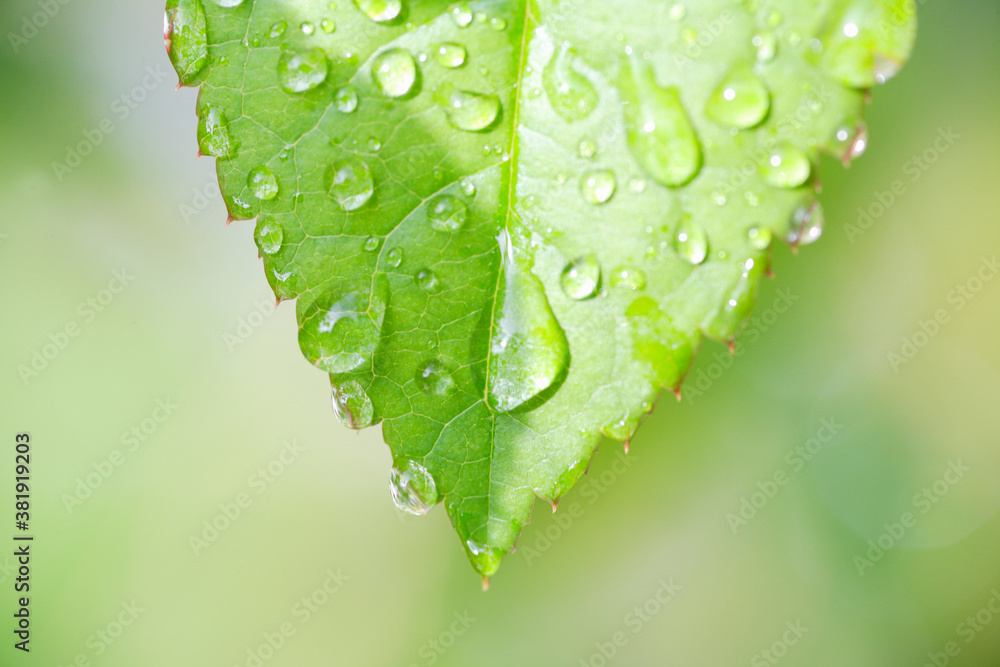 Fototapeta premium バラの葉