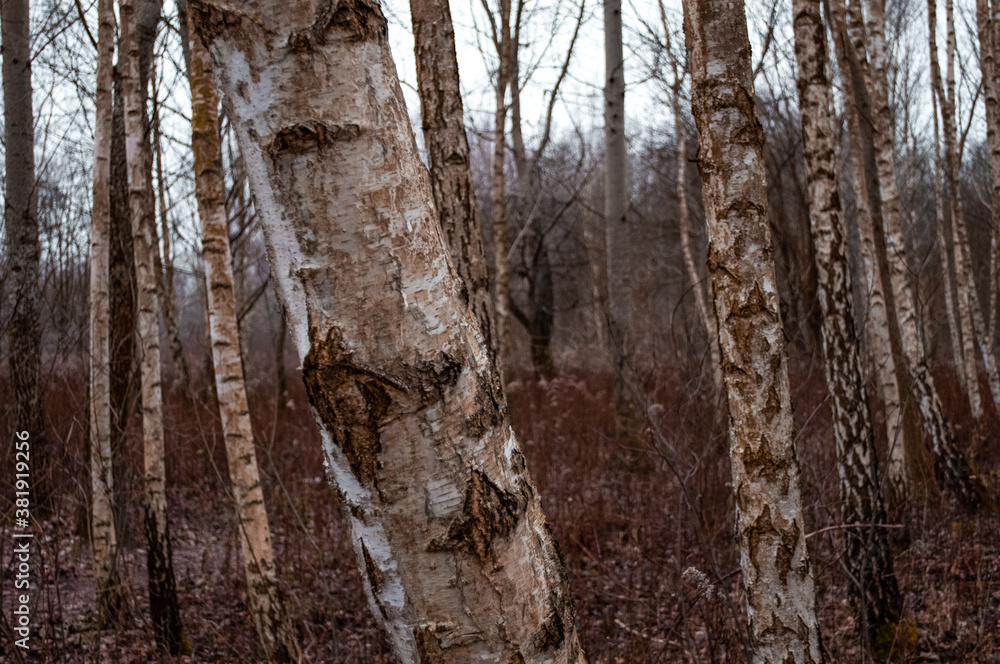 Obraz premium macro tree / forest