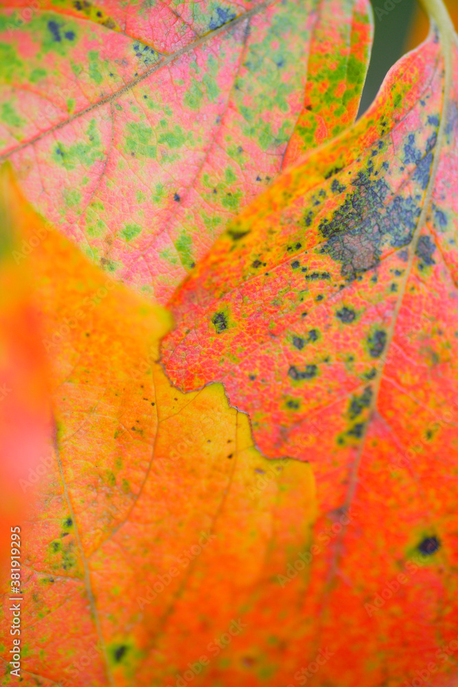 Obraz premium 柿の葉の紅葉