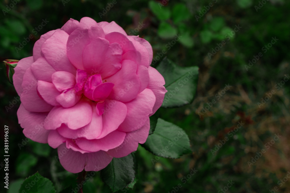 pink flower in the garden