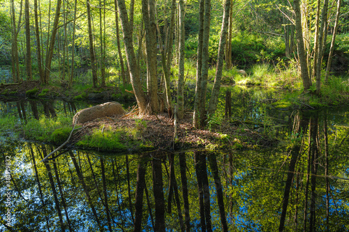 Small lake in the forest with reflected trees  close up view