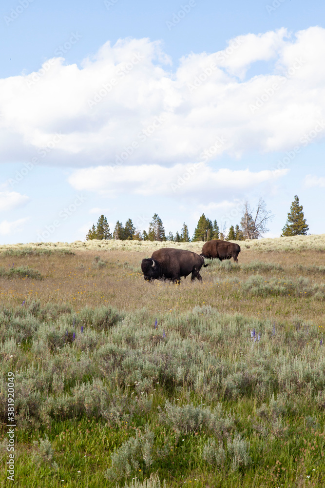 Bison in Hayden Valley Yellowstone