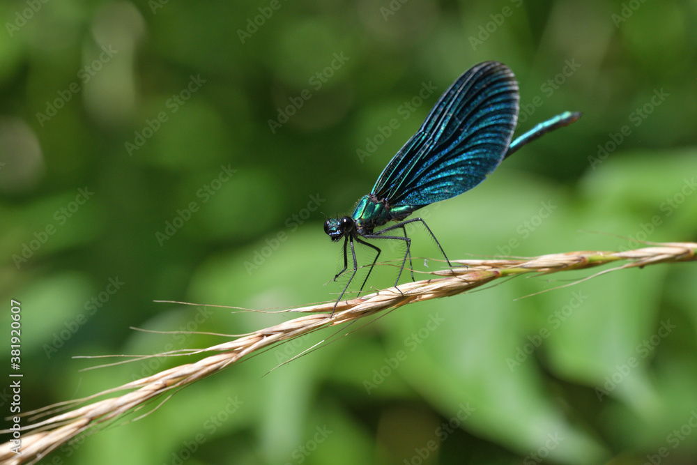 Banded demoiselle holding a blade of grass above the water by the river Banded demoiselle holding a blade of grass above the water by the river