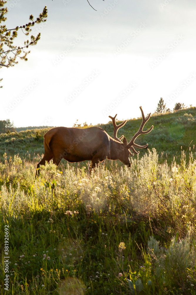 Elk in the wild Elk in the wild