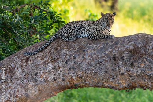 L  opard  Panth  re  Panthera pardus  Afrique du Sud