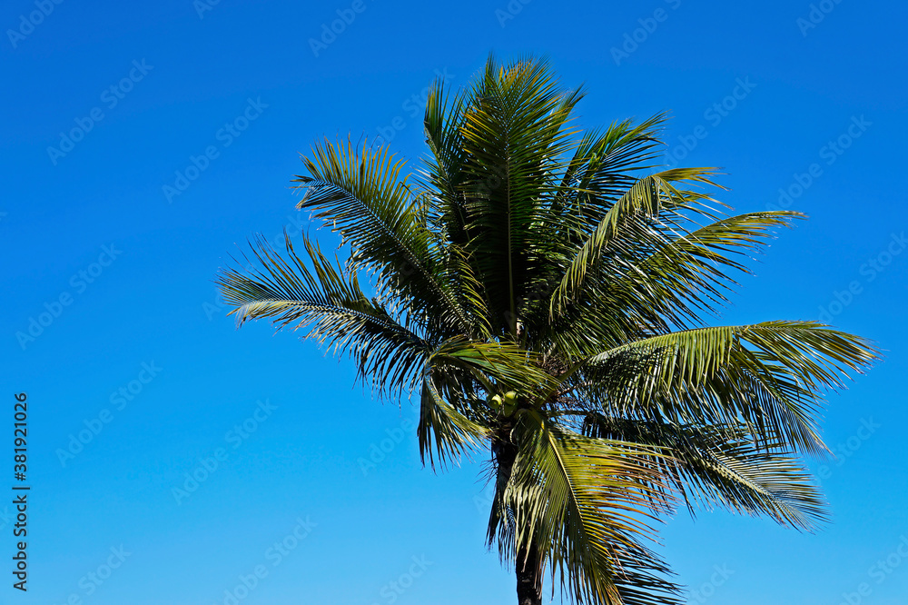 Coconut tree at the wind, Rio, Brazil 