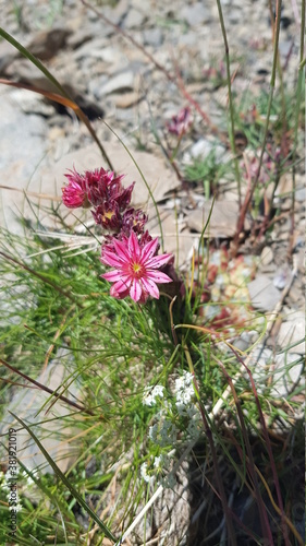 La Joubarbe des montagnes (Sempervivum montanum) photo