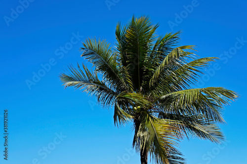 Coconut tree at the wind  Rio  Brazil 