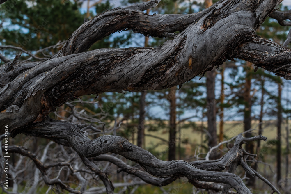 Dry dead dark curves twisted in spiral tree branches after fire, background of Siberia pine forest and blue lake Baikal