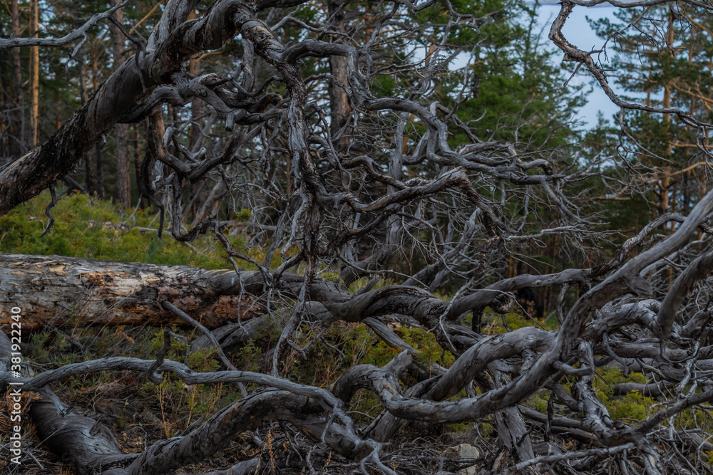 Dry dead tree with twisting branches after fire, felled, lies in light grass. Green pine trees forest and sky background. Baikal nature. Dry dead tree with twisting branches after fire, felled, lies in light grass. Green pine trees forest and sky background. Baikal nature.