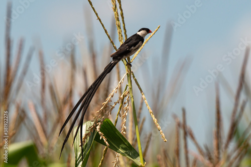 Veuve dominicaine, mâle,.Vidua macroura, Pin tailed Whydah, Afrique du Sud photo