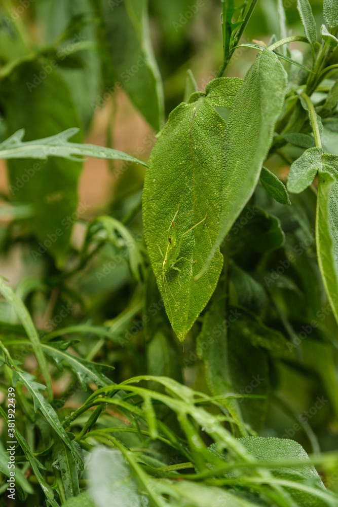 Ein kleiner grüner Grashüpfer / Heupferdchen auf einem Salbei-Blatt (lat. Salvia) in einem Kräutergarten Ein kleiner grüner Grashüpfer / Heupferdchen auf einem Salbei-Blatt (lat. Salvia) in einem Kräutergarten