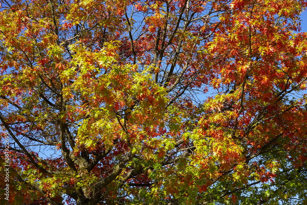 Sonnige, bunte Blattlandschaft eines Baums im Herbst