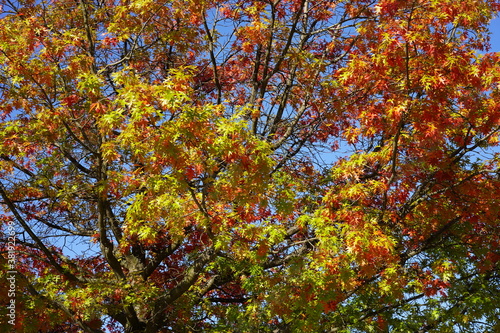 Sonnige  bunte Blattlandschaft eines Baums im Herbst